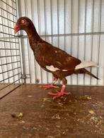 Deense tuimelaars, Dieren en Toebehoren, Vogels | Duiven