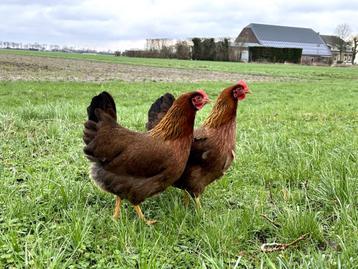 Jonge tamme Welsumer kippen gesekst en ingeënt, Femelle, Poule ou poulet