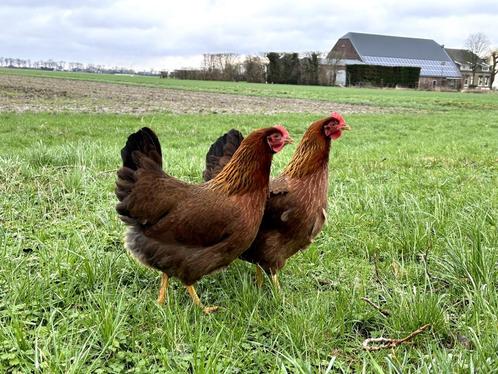 Jonge tamme Welsumer kippen gesekst en ingeënt, Dieren en Toebehoren, Pluimvee, Kip, Vrouwelijk