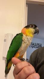 Caïque tête noire EAM dans Île-de-France, Mâle, Perroquet