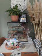 Gebrilarium terrarium, Dieren en Toebehoren, Ophalen, Zo goed als nieuw