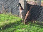 Wildkleurige  loopeenden, Dieren en Toebehoren, Meerdere dieren, Eend