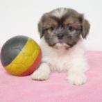 Shih Tzu - Belgische pups te koop, Dieren en Toebehoren, Honden | Chihuahua's en Gezelschapshonden, België, CDV (hondenziekte)