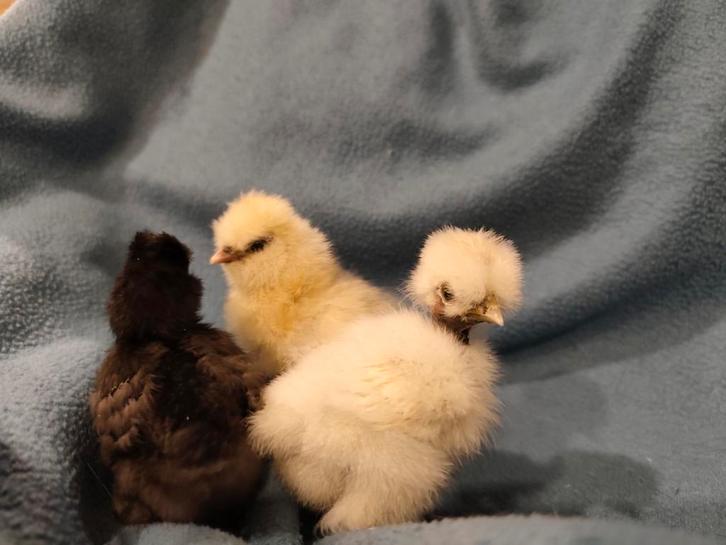Usa zijdehoen hennen, Dieren en Toebehoren, Pluimvee, Kip, Vrouwelijk