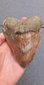 Grote Megalodon haaientand fossiel Indonesie, Verzamelen, Ophalen of Verzenden, Fossiel