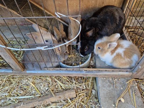 Dwergkonijn leeuwenkopjes, Dieren en Toebehoren, Konijnen, Dwerg, Mannelijk