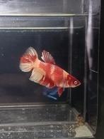 Betta vrouw veiltail koi, Dieren en Toebehoren, Vissen | Aquariumvissen