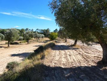 Finca in Maella (Aragón, Spanje) - 1090 beschikbaar voor biedingen