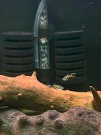 Endler guppy’s, verschillende leeftijden, Dieren en Toebehoren