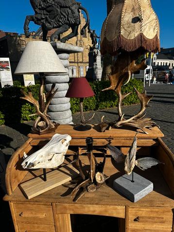 Te koop curiosa jachttrofee taxidermie opgezette curiosa, Enlèvement ou Envoi