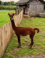 Alpaca hengst te koop 2 jaar 250euro, Dieren en Toebehoren, Mannelijk