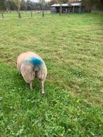 Rouge de l’Ouest ooilam, Dieren en Toebehoren