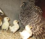 kuikentjes van de Antwerpse baardkriel, Dieren en Toebehoren, Geslacht onbekend, Kip