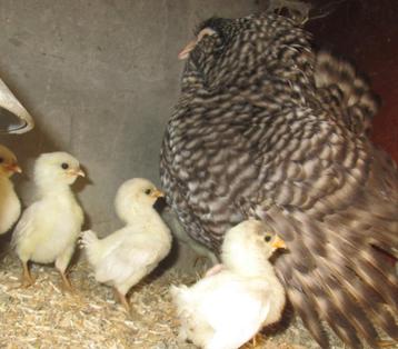 kuikentjes van de Antwerpse baardkriel, Sexe inconnu, Poule ou poulet