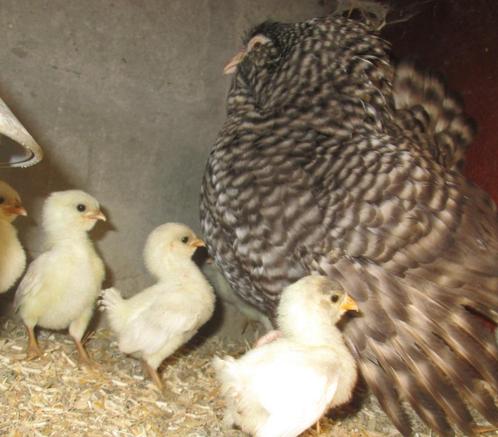 kuikentjes van de Antwerpse baardkriel, Dieren en Toebehoren, Pluimvee, Kip, Geslacht onbekend
