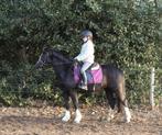 Welsh merrie 🩷, Dieren en Toebehoren, Merrie, C pony (1.27m tot 1.37m), Met stamboom, 3 tot 6 jaar