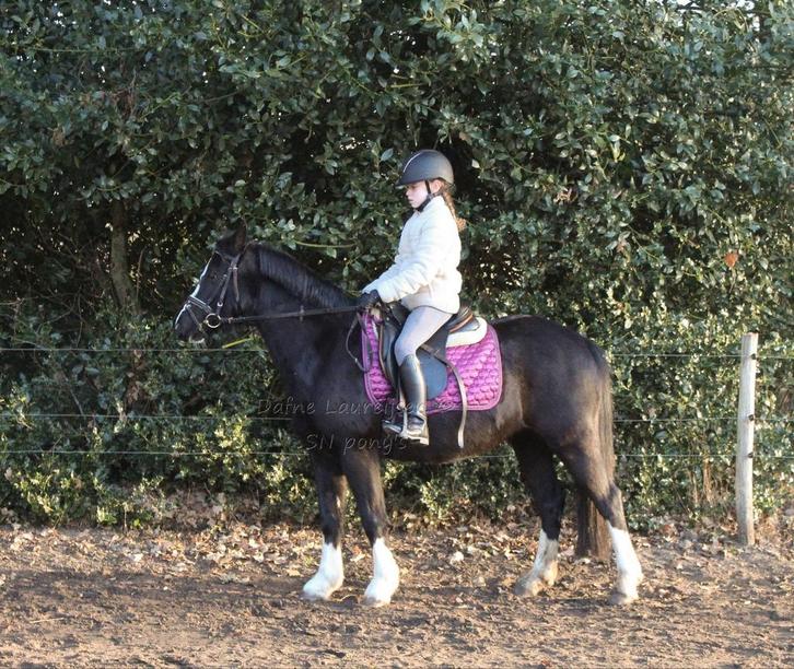 Welsh merrie 🩷, Dieren en Toebehoren, Pony's, Merrie, C pony (1.27m tot 1.37m), 3 tot 6 jaar, Met stamboom, Gechipt, Ontwormd
