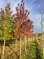 Liquidambar amberbomen , styraciflua , worplesdon , slender, Tuin en Terras, Ophalen of Verzenden