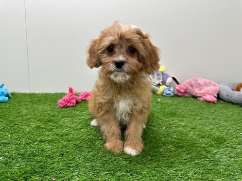 Cavapoo pups, Dieren en Toebehoren, Honden | Niet-rashonden, Klein, Meerdere dieren, Fokker | Professioneel, Meerdere, België