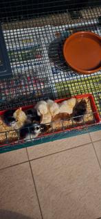 Serama kuikens, Animaux & Accessoires, Volatiles