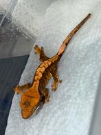 Extreme harlequin wimpergekko, Dieren en Toebehoren
