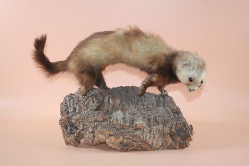 Opgezette taxidermie marter bunzing fret wezel hermelijn, Verzamelen, Dierenverzamelingen, Ophalen of Verzenden