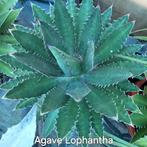 Agave Lophantha, Ophalen of Verzenden