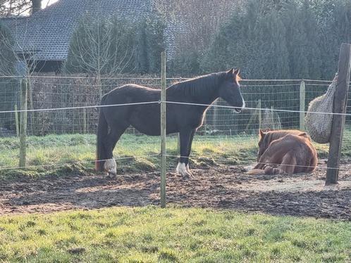 Plaatsjes vrij op paddock paradise, Dieren en Toebehoren, Stalling en Weidegang