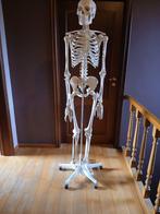 Skelet, Diversen, Schoolbenodigdheden, Ophalen, Nieuw