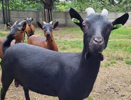 zeer mooi jong zwart dwerggeitje - stamboek, Dieren en Toebehoren, Schapen, Geiten en Varkens, Geit, Vrouwelijk, 0 tot 2 jaar