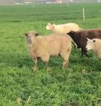 Dekbok, Animaux & Accessoires, Moutons, Chèvres & Cochons, Mâle, Mouton, 0 à 2 ans