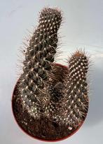Opuntia Fulgida f Crestata, Maison & Meubles, Plantes d'intérieur, Cactus, Plein soleil, Envoi, Moins de 100 cm