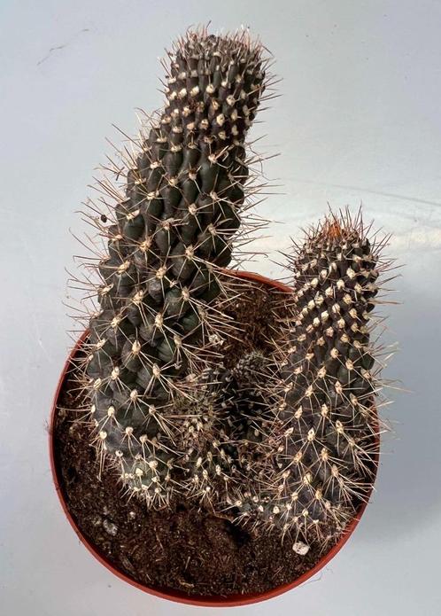 Opuntia Fulgida f Crestata, Maison & Meubles, Plantes d'intérieur, Cactus, Moins de 100 cm, Plein soleil, Envoi