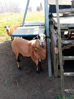 Jonge kameroenram ,zeer mooi gebouwd en sanitel in orde, Dieren en Toebehoren, Schapen, Geiten en Varkens