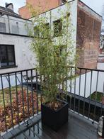 Bamboo plus kunstof pot, Tuin en Terras, Planten | Bomen, Ophalen