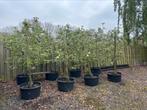 Oude appelbomen in pot, Tuin en Terras, Ophalen, In pot