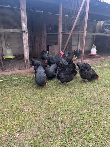 Australorp hennen en hanen, Dieren en Toebehoren, Meerdere dieren, Kip