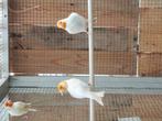 Distelvinken , putters, Dieren en Toebehoren, Vogels | Overige Vogels