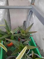 Haworthia Pentagona West Jogoo te koop 1€ per pot, Huis en Inrichting, Kamerplanten, Minder dan 100 cm, Halfschaduw, Ophalen, Groene kamerplant