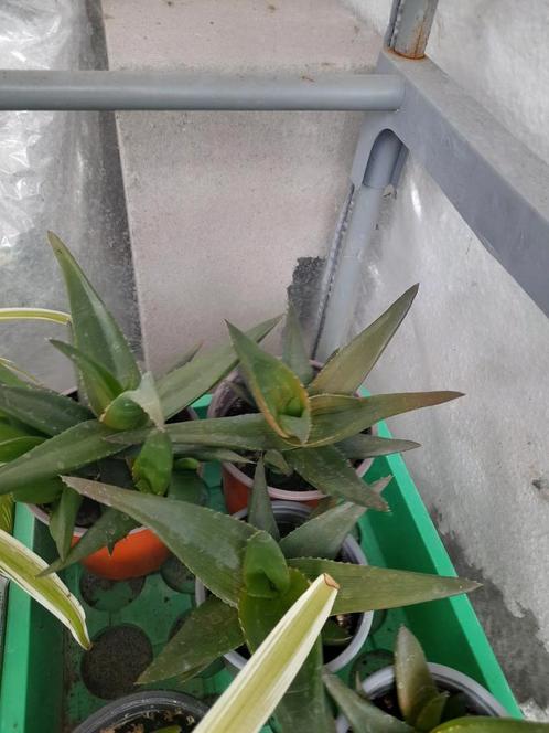 Haworthia Pentagona West Jogoo te koop 1€ per pot, Huis en Inrichting, Kamerplanten, Vetplant, Minder dan 100 cm, Groene kamerplant
