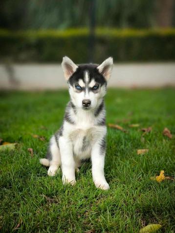 Chiots Husky belges à vendre 