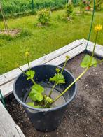 plante aquatique populage Caltha palustris étang jardin, Jardin & Terrasse, Étangs, Comme neuf, Enlèvement ou Envoi