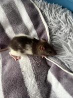 Heel veel ratten rittens mannen op te halen voor €6, Dieren en Toebehoren, Knaagdieren, Rat, Mannelijk, Mei, Tam