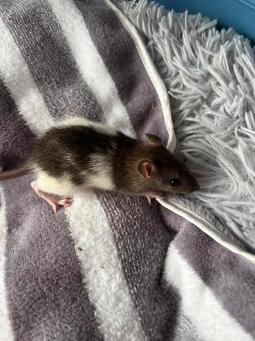 Heel veel ratten rittens mannen op te halen voor €6, Dieren en Toebehoren, Knaagdieren, Mannelijk, Rat, Mei, Tam