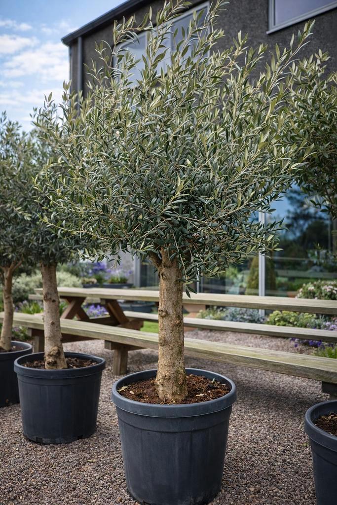 Terrasolijfboom Olea Europaea - op voorraad, Jardin & Terrasse, Plantes | Arbres, Enlèvement