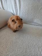 Californian beer, Dieren en Toebehoren, Knaagdieren, Cavia