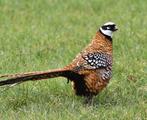 Koningsfazanten te koop, Dieren en Toebehoren, Vogels | Overige Vogels, Geringd