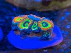 Micromussa holy grail,favia of the gods, Dieren en Toebehoren, Vissen | Aquariumvissen