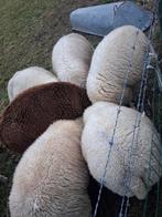 Lot de blocs noirs, Animaux & Accessoires, Moutons, Chèvres & Cochons, Mâle, Mouton, 0 à 2 ans