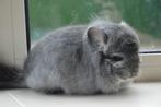 chinchilla standaard bpd rpa bokje, Dieren en Toebehoren, November, Mannelijk, Chinchilla